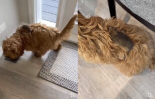 愛犬が外からお友達を連れてきちゃった！その背中にくっついているのは・・オポッサムの赤ちゃんだ！！【海外・動画】