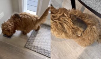 愛犬が外から勝手にお友達を連れてきちゃった!愛犬の背中にくっついてかわいい赤ちゃん動物がお邪魔します!【海外・動画】