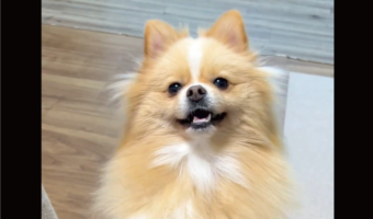 体幹の強さがわかるポメラニアンの動きに反響！「なんて器用な」「フラダンスしてるみたい」