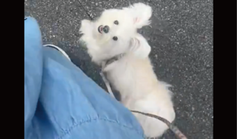 飼い主さんを見上げたままおさんぽするポメマルがかわいすぎる!「ずっと見てるのが愛おしい」「お人形さんみたい」