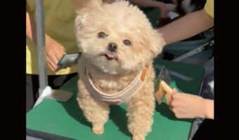 学生たちにブラッシングしてもらいご満悦！ご機嫌なポメプーがかわいいと話題に「うれしそうだし幸せそう」「舌の出し方もかわいい」