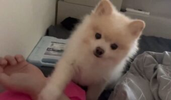 ポメラニアンの飼い主さんの起こし方がかわいいと話題に!「もう!心が震えます!」「耳がぴこぴこかわいすぎます」