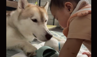 赤ちゃんとハスキー犬がオモチャを見せ合い!互いに自慢しあう様子に「尊すぎる」「ずっと見ていられる」