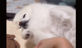 「おてて握ってて」眠りながらも甘えてくるポメラニアンの仕草が話題に「かわいい」「おててもあんよも握ってあげたいです」