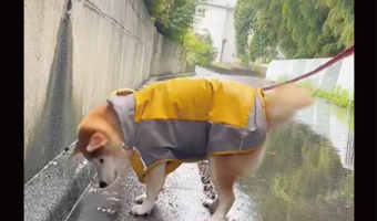 柴犬が滝行!?謎の遊びに没頭する姿に「しっぽフリフリかわいすぎ」「とてもご機嫌ですね」