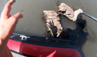 ボートに乗っていたら切り株に何かが挟まっているのを発見！デカい貝かと思ったが！その正体にビックリ！！【アメリカ・動画】