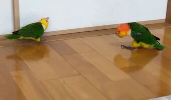 逃げるインコに追うインコ。2羽のシロハラインコのやりとりに反響「猛アピールなのかしら？」