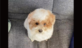 「行く？」という言葉にトイプードルがかわいすぎるリアクション「「行く！行く！の一択」「ちゃんと聞いてますね」