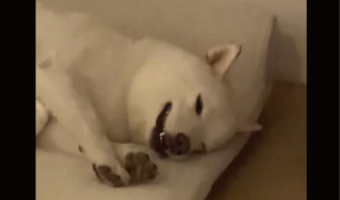 眠そうにしている柴犬。寝付くまでの様子がかわいすぎると話題に「人間の赤ちゃんみたい」「かわいすぎてたまりません」