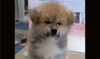ちょこんと座る秋田犬の子犬。後ろ足も伸ばしているその座り方に「あんよがかわいすぎます」「キョトン顔がまた」