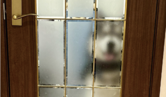 アラスカンマラミュートの出待ち姿がかわいすぎると話題に「ガラス越しの姿がかわいい」「ちょいベロ出してる」