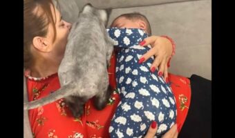 ヤキモチを焼いたネコ。赤ちゃんをだっこしていたら・・割り込んできた!!【海外・動画】