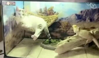 いい場所発見?トカゲのケージに忍び込んだ子猫がハンモックを占拠!?【アメリカ・動画】