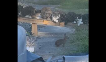 ピンチのようで実は安全?ネコたちにじっと見つめられているのに余裕のウサギ【アメリカ・動画】