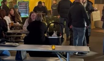 かわいすぎてみんな注目！ベビーカーにウサギが乗っている！？【海外・動画】