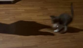 動く影絵にビックリ！子猫の目には黒くて怖い生き物に見えている？【海外・動画】