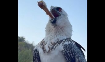 ヒゲワシが骨を丸呑み!?どんどん吸い込んでいく様子に仰天!!【海外・動画】