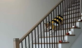 階段をぴょんぴょん！足をおろしてリズミカルに飛び跳ねながら降りてくるコーギーがかわいすぎる【アメリカ・動画】