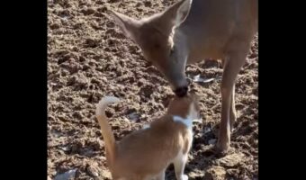 ネコが出会ったのは優しいシカ。頭をペロペロしてもらってハッピー！【アメリカ・動画】