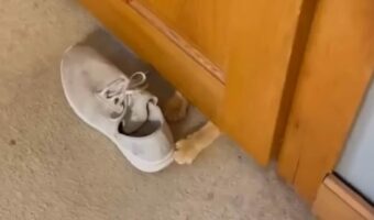 靴がひとりでに動く心霊現象!?・・と思ったら、ネコがドアの向こうから動かしていた!!【アメリカ・動画】