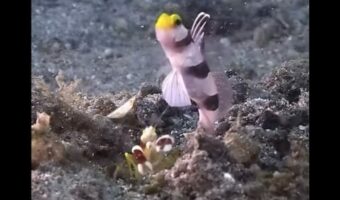 ハゼとエビが巣穴をシェア?穴を掘るエビに周りを警戒するハゼ、見事な協力プレーだ!!【海外・動画】