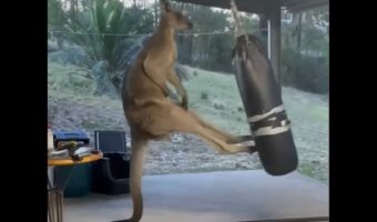 カンガルーはサンドバッグでトレーニング！？自慢のキックを披露！！