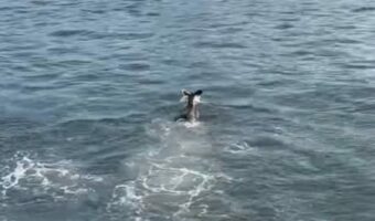 カンガルーのまさかの特技!走ってきた勢いで海に落ちちゃった!?と思ったら・・【海外・動画】