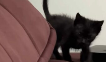 子猫によるイリュージョン!ソファの裏に隠れたと思ったら・・次の瞬間色が変わった!?【海外・動画】