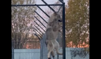 脱出に成功する日も遠くない?高いフェンスをオオカミがよじのぼる!!
