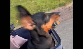 ボールをくわえてご機嫌なダックスフンド。うっかりそのボールを落としてしまい・・パニック!【海外・動画】