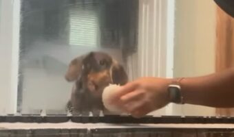 掃除の手伝いは任せて!飼い主さんの真似をしてガラスを磨くかわいいダックスフンド!【アメリカ・動画】