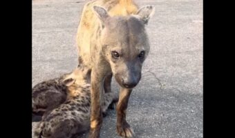 路上で野生のハイエナと遭遇したと思ったら!なんと赤ちゃんにミルクをあげているところだった!?【海外・動画】