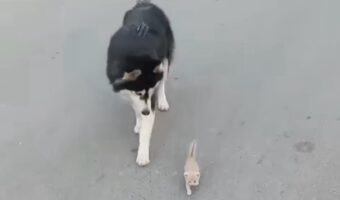 この子はうちの子!道端で出会った子猫の世話を焼くハスキー犬に「素敵な振る舞い」「尊い」の声【海外・動画】