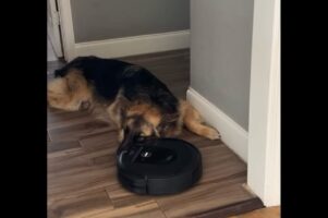 絶対ここから動かない！ジャーマンシェパードがロボット掃除機を妨害！！【アメリカ・動画】