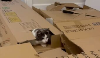 どんどん姿を変えていくネコたちのアスレチック！ダンボールでＤＩＹした遊び場でネコたちも楽しそう！！【海外・動画】