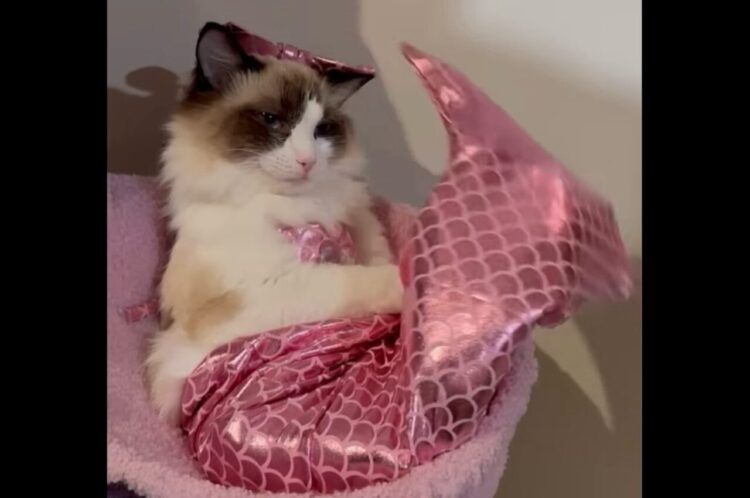 人魚にニャっちゃった！尾びれをパタパタさせるネコがかわいすぎる！！【海外・動画】