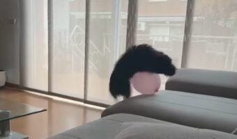風船をくわえてご機嫌な子犬。ソファに飛び乗ろうとしたらそのバルーンでハプニング!?【海外・動画】