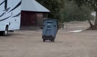ゴミ箱がひとりでに走り出した！？驚きの光景の真実にビックリしつつもほっこり【アメリカ・動画】