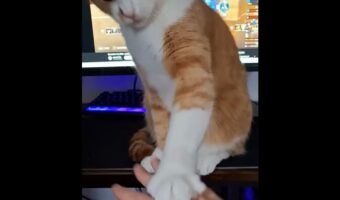 ゲーム中のパソコンの前に座り込むネコ。移動してもらおうと思ったけれど・・失敗!【海外・動画】