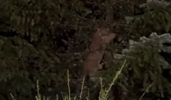 体の大きなピューマはイヌが怖い?木の上に避難する姿はか弱い子猫みたい!!【海外・動画】