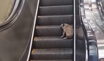 エスカレーターは楽しいアトラクション？フレンチブルドッグがエスカレーターに乗って行ったり来たりを繰り返す！！【海外・動画】