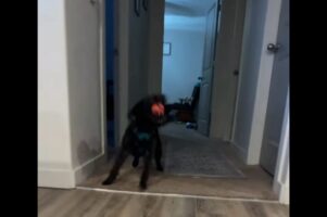 反射神経がよすぎ！ミニ・ラブラドゥードルの子犬はボールがバウンドする前にダイレクトキャッチ！！【アメリカ・動画】