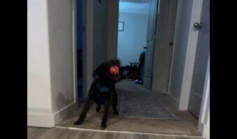 反射神経がよすぎ!ミニ・ラブラドゥードルの子犬はボールがバウンドする前にダイレクトキャッチ!!【アメリカ・動画】