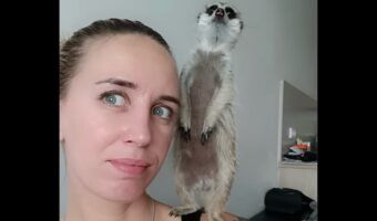 立ち上がってキョロキョロ。ミーアキャットは飼い主さんの肩に乗って周囲を警戒中!【海外・動画】