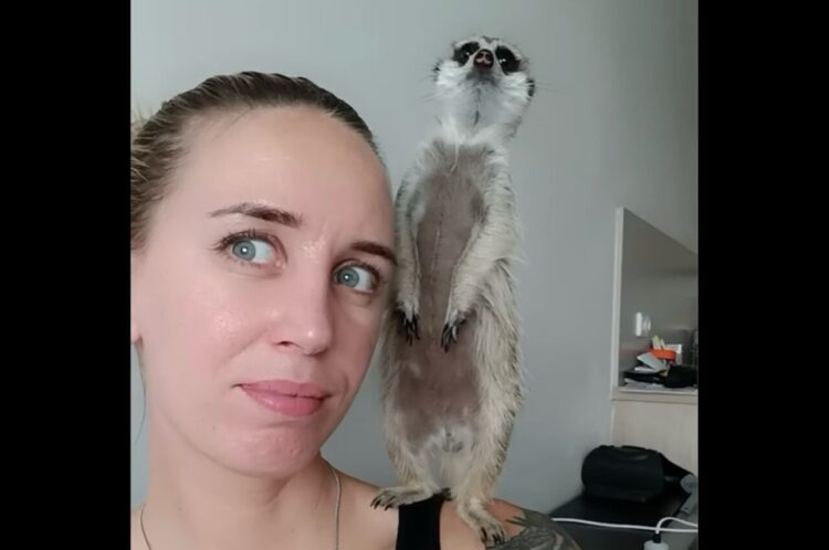 立ち上がってキョロキョロ。ミーアキャットは飼い主さんの肩に乗って周囲を警戒中！【海外・動画】