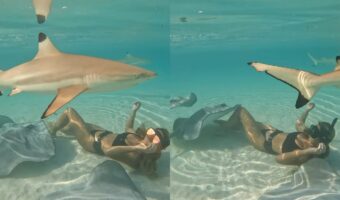 透明度が非常に高いモーレア島の浅瀬の海に潜る女性。その周りを取り囲むように泳いでいるのは、あの危険な海洋生物たち?!【海外・動画】