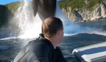 ホエールジャンプが近すぎる！？パドルボードの至近距離までやってきたクジラが驚きのジャンプ！！【海外・動画】