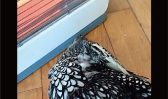 ストーブの前を陣取るニワトリ。すっかりとろけている姿が話題に！「鶏でもこんな風になるんですね」「とろけ具合に笑っちゃいました」