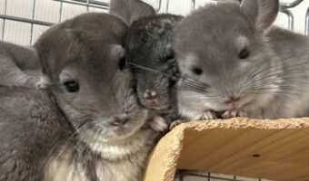 チンチラのかわいい3ショットに反響!ぎゅっと顔をくっつけている様子に「真ん中入りたい」「写真を理解しているような構図」