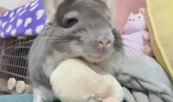 「あっ、もう結構です」チンチラをブラッシングしていたら・・不意にストップをかけられた！？